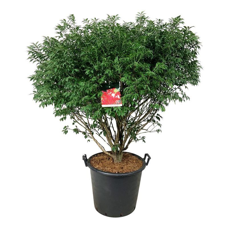 Euonymus alatus 'Compactus'