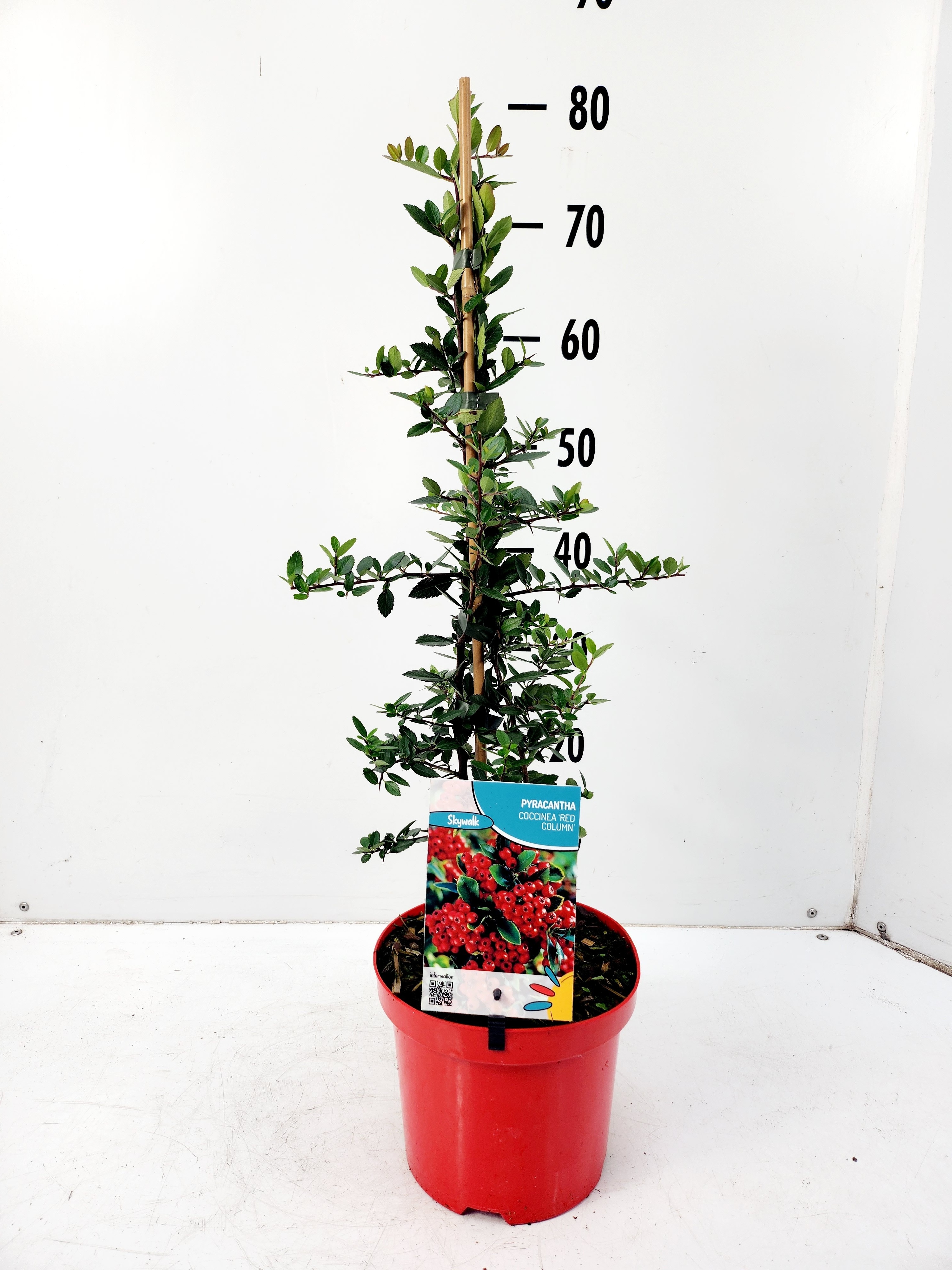 Picture of Pyracantha coccinea Red Column P12 2-STICK