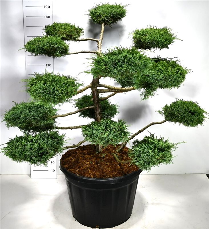 Picture of Juniperus media 'Hetzii'