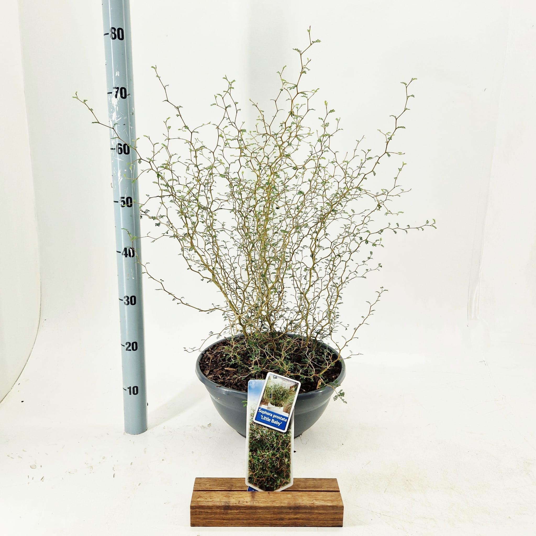 Sophora prostata 'Little Baby'
