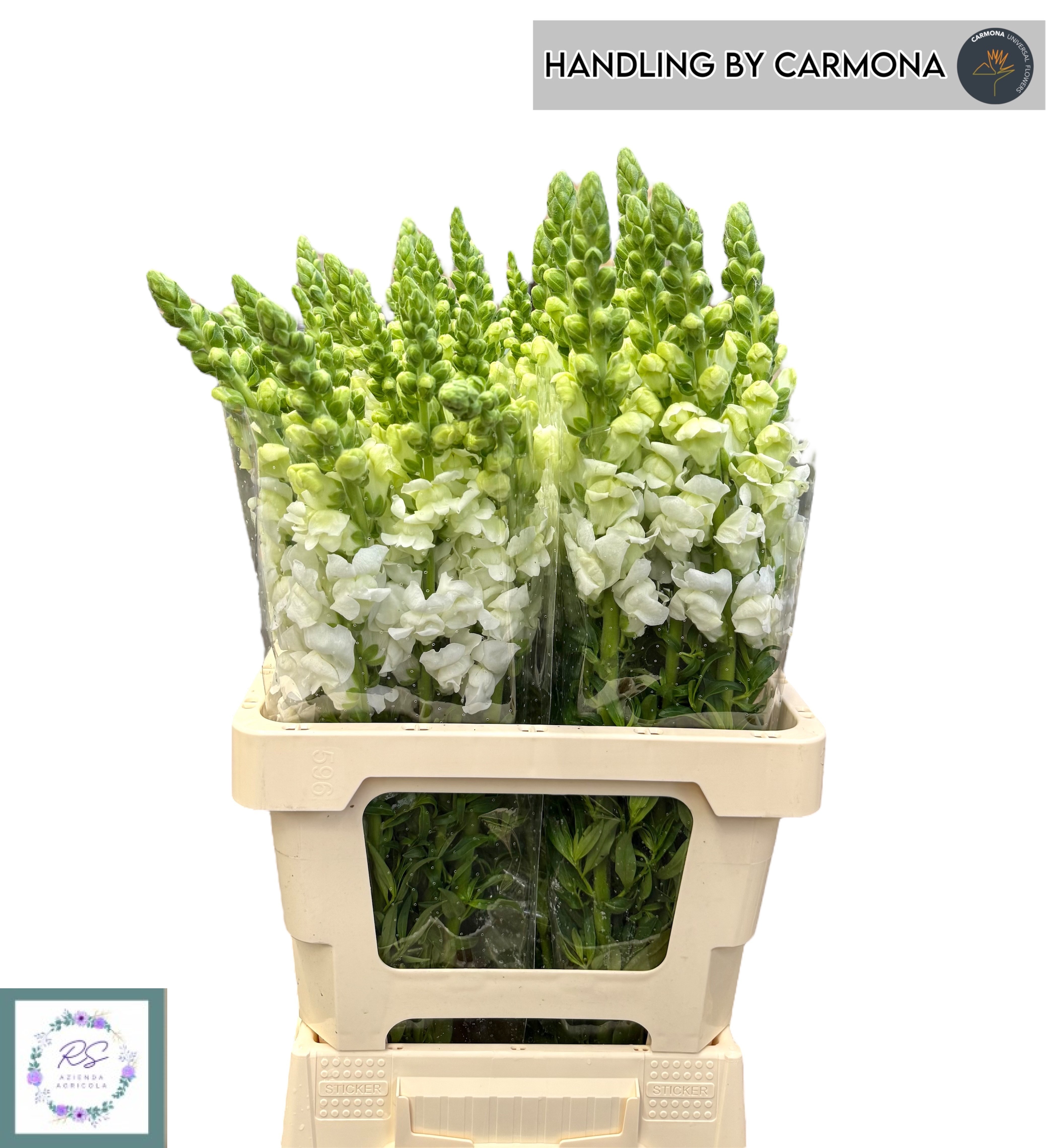 Antirrhinum Poto Early White 60cm