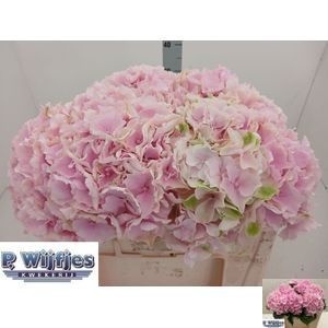 Hydrangea Verena Pink 50cm 15Ø