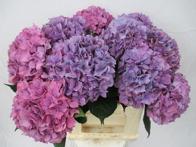 Hydrangea Purple Haze 40cm 17Ø
