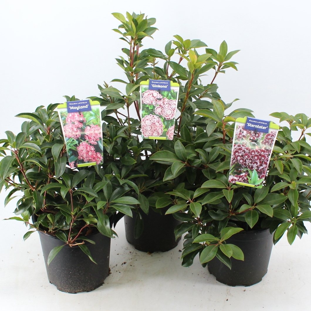 Picture of Kalmia latifolia in varieties (minimum order one layer)