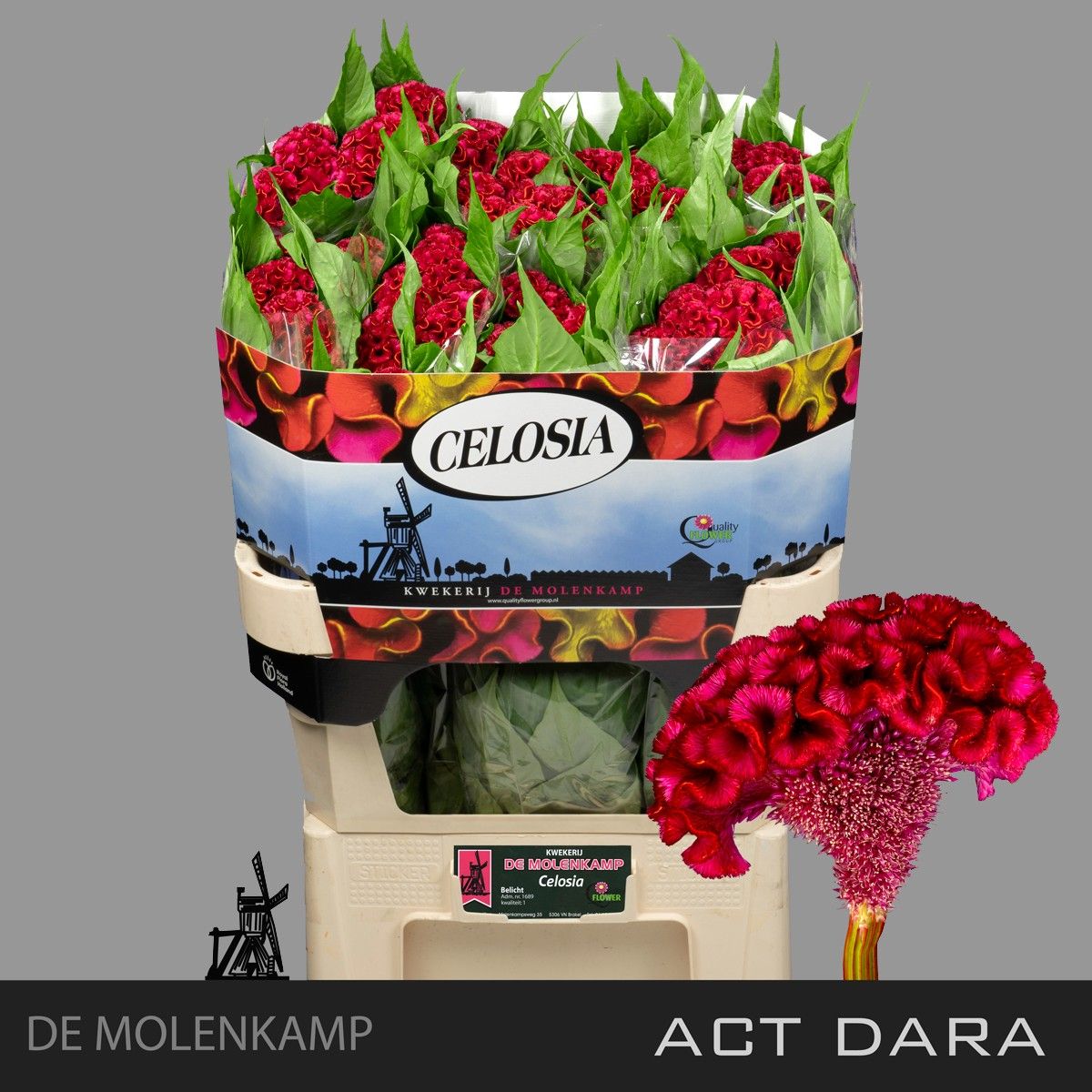 Cel C Act Dara