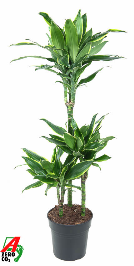 Picture of Dracaena Gold Coast 60-30-15 P21 120CM