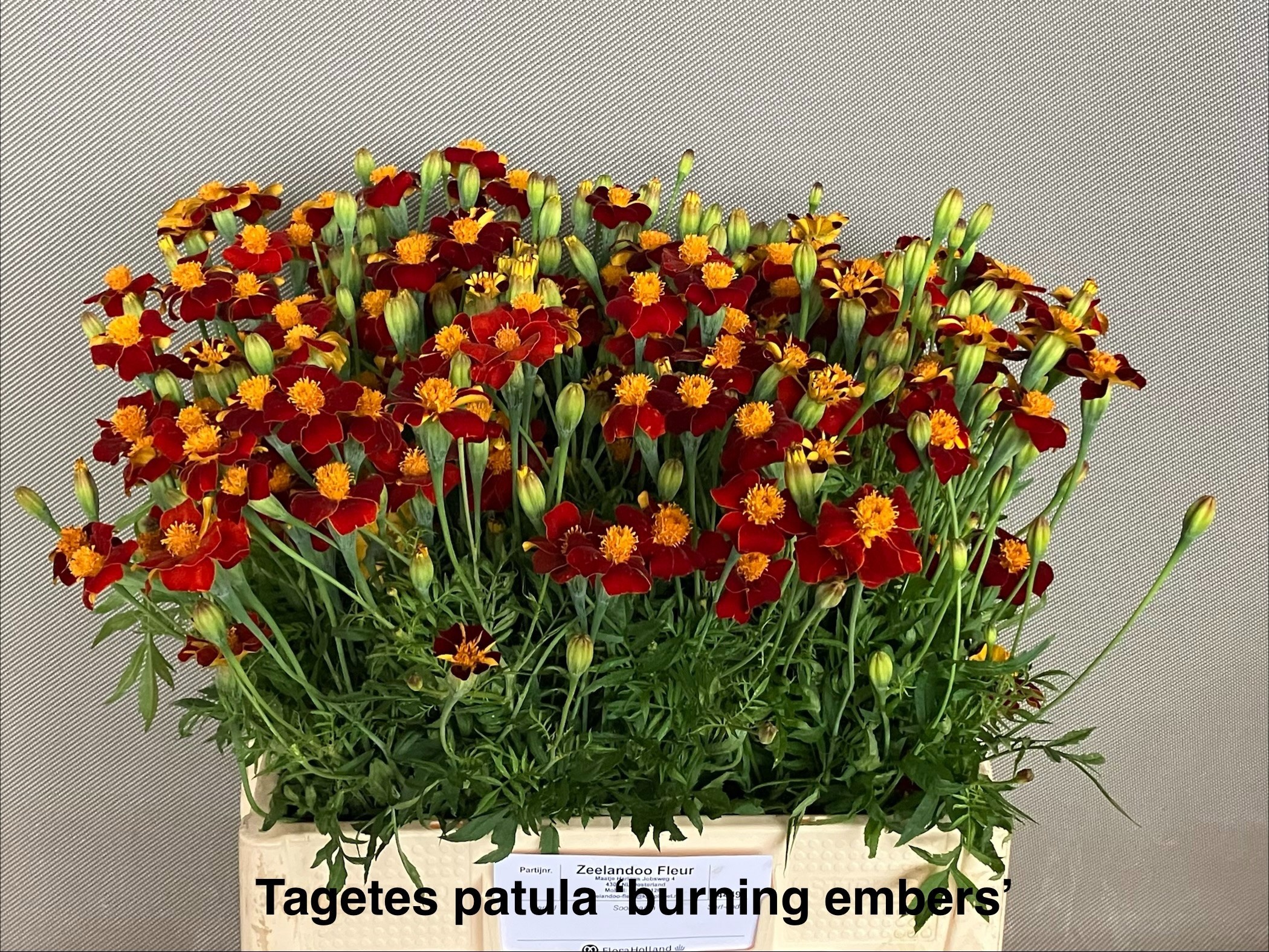 Tagetes 60cm
