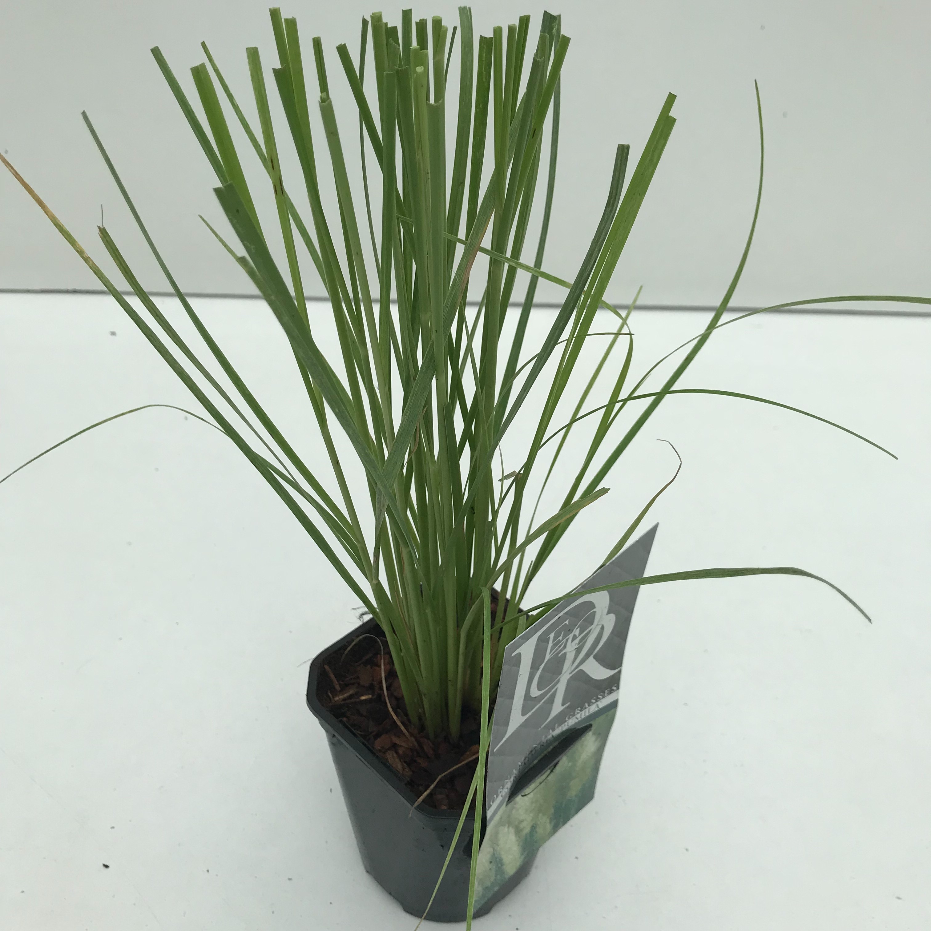 Cortaderia selloana 'Pumila'
