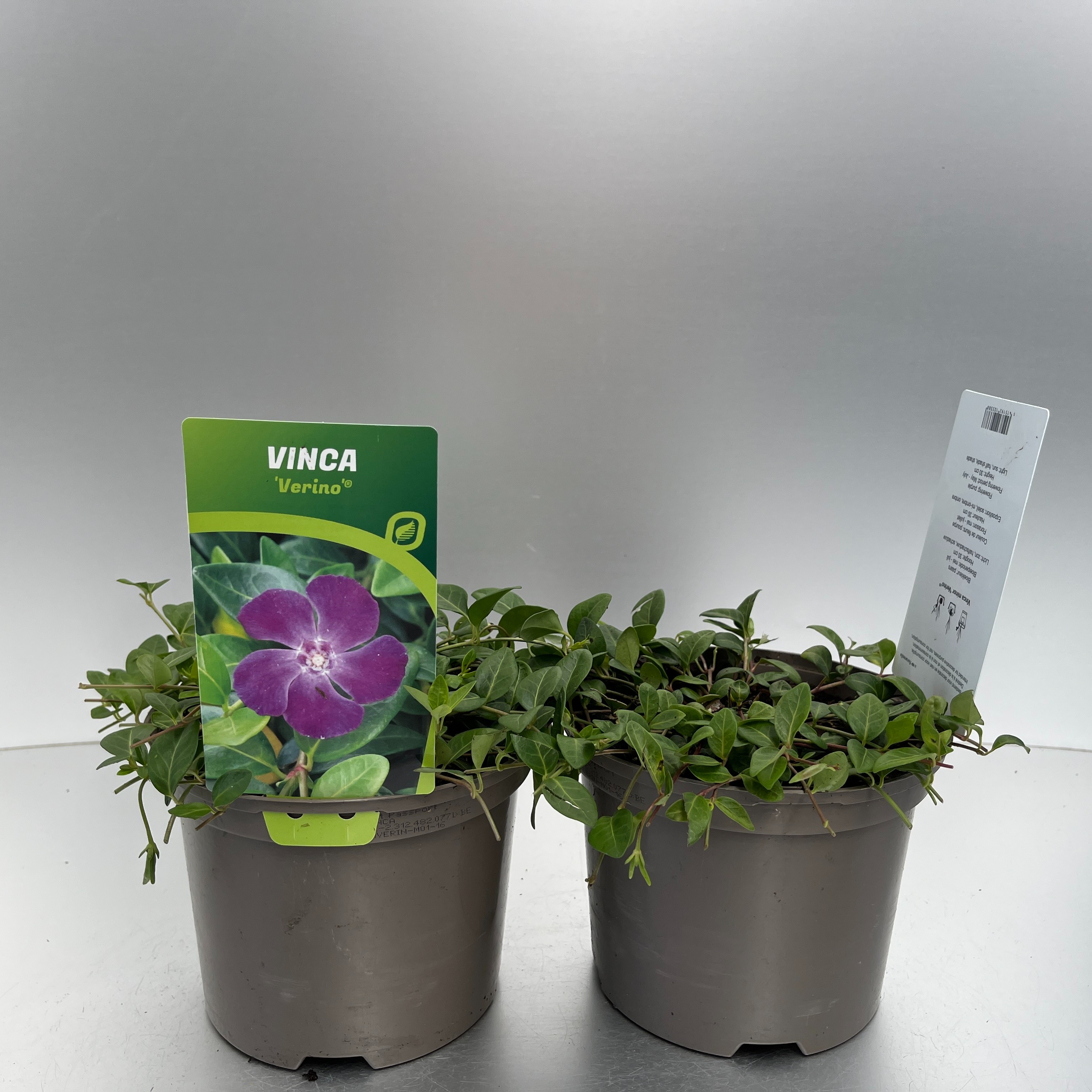 Picture of Vinca minor Verino P17 (2 Ltr)