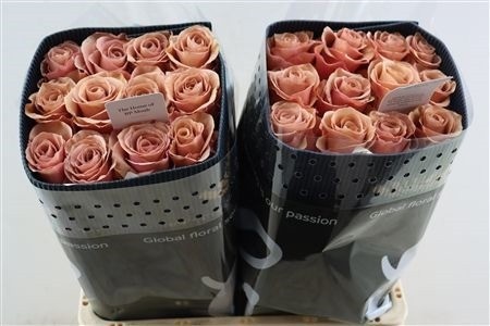 Rosa 60cm