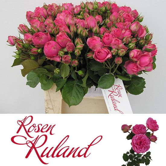 Rosa Spr Pink Piano Freiland 35cm