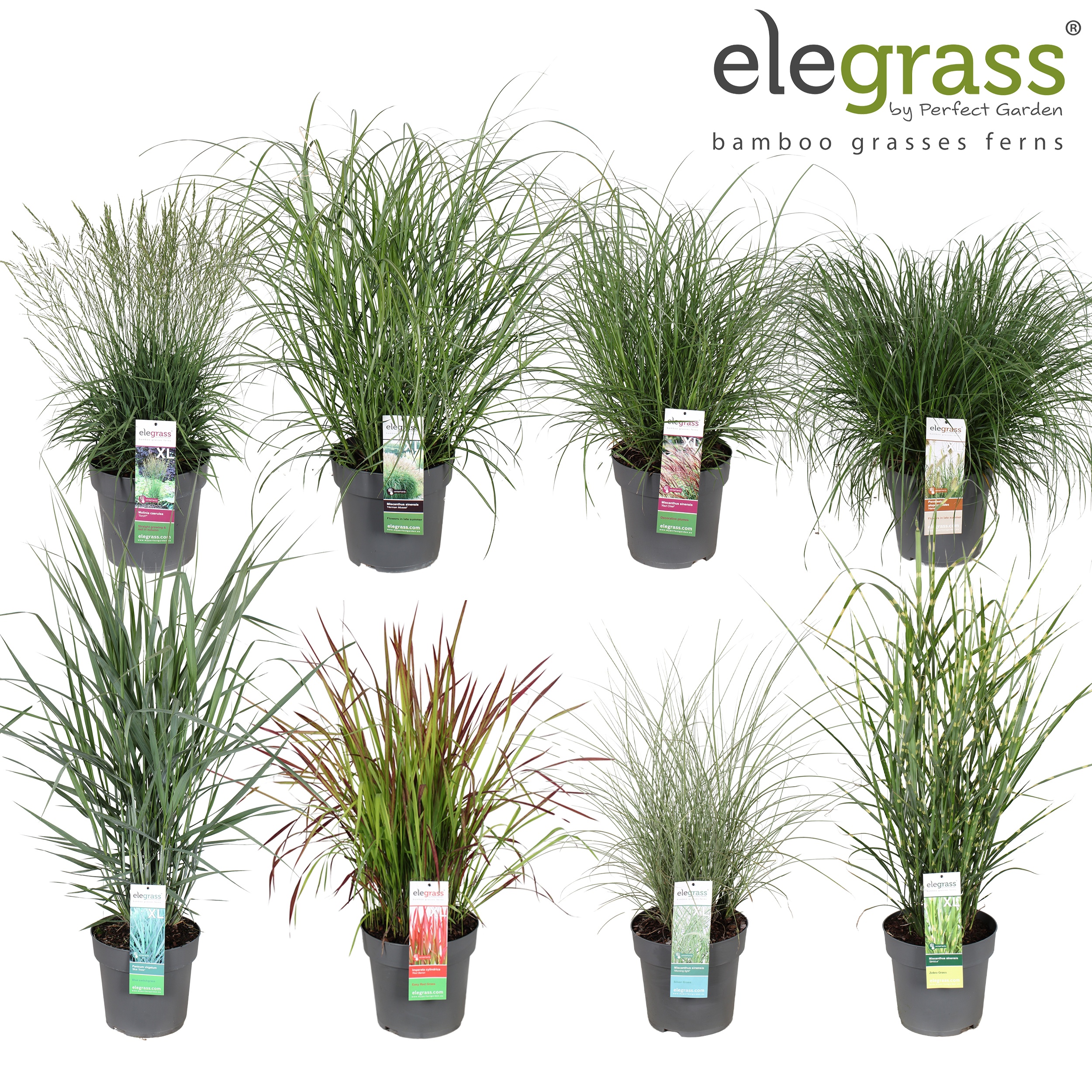 Picture of Grassen mix shelve - Elegrass Hardy Ornamentals P29