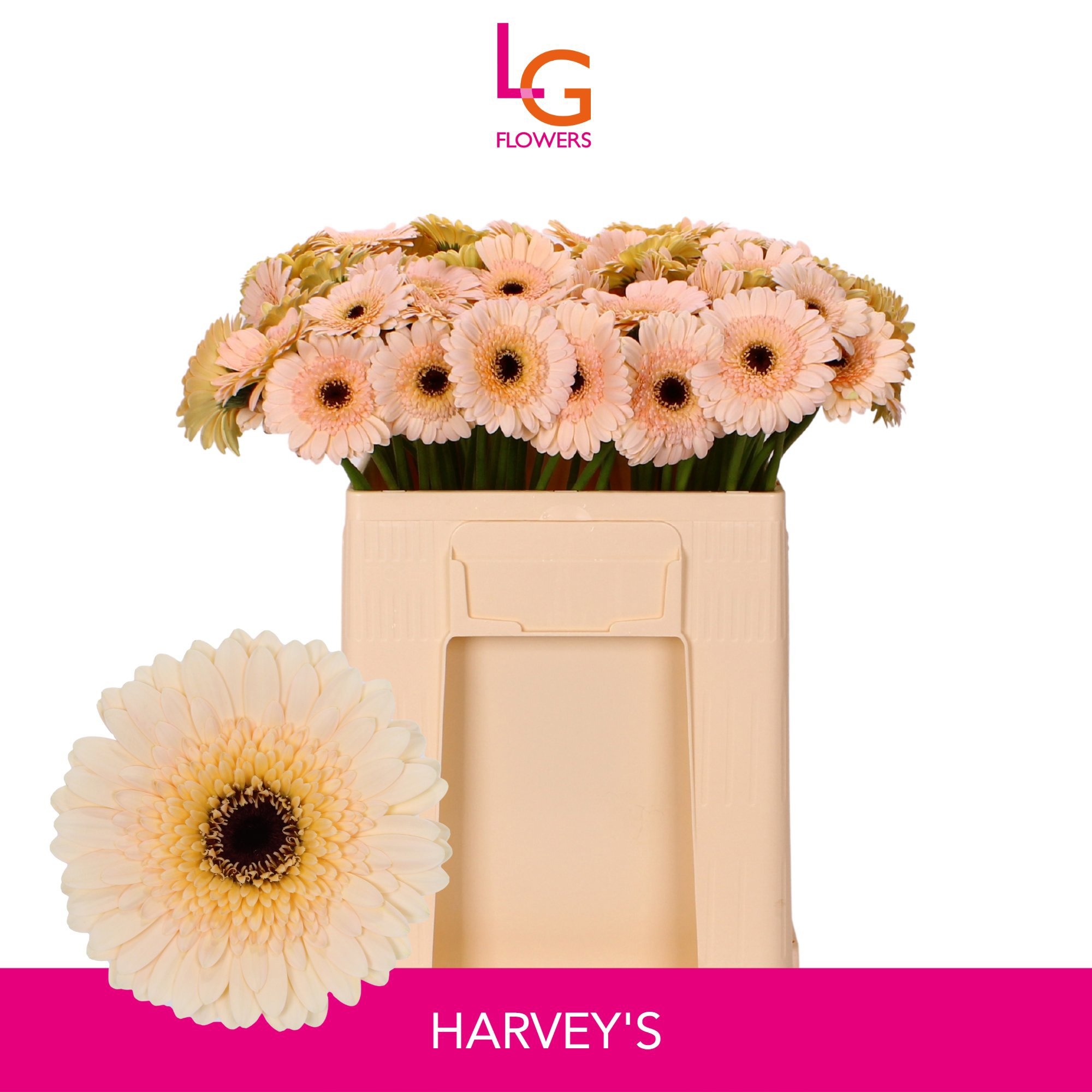Gerbera Mini Harveys