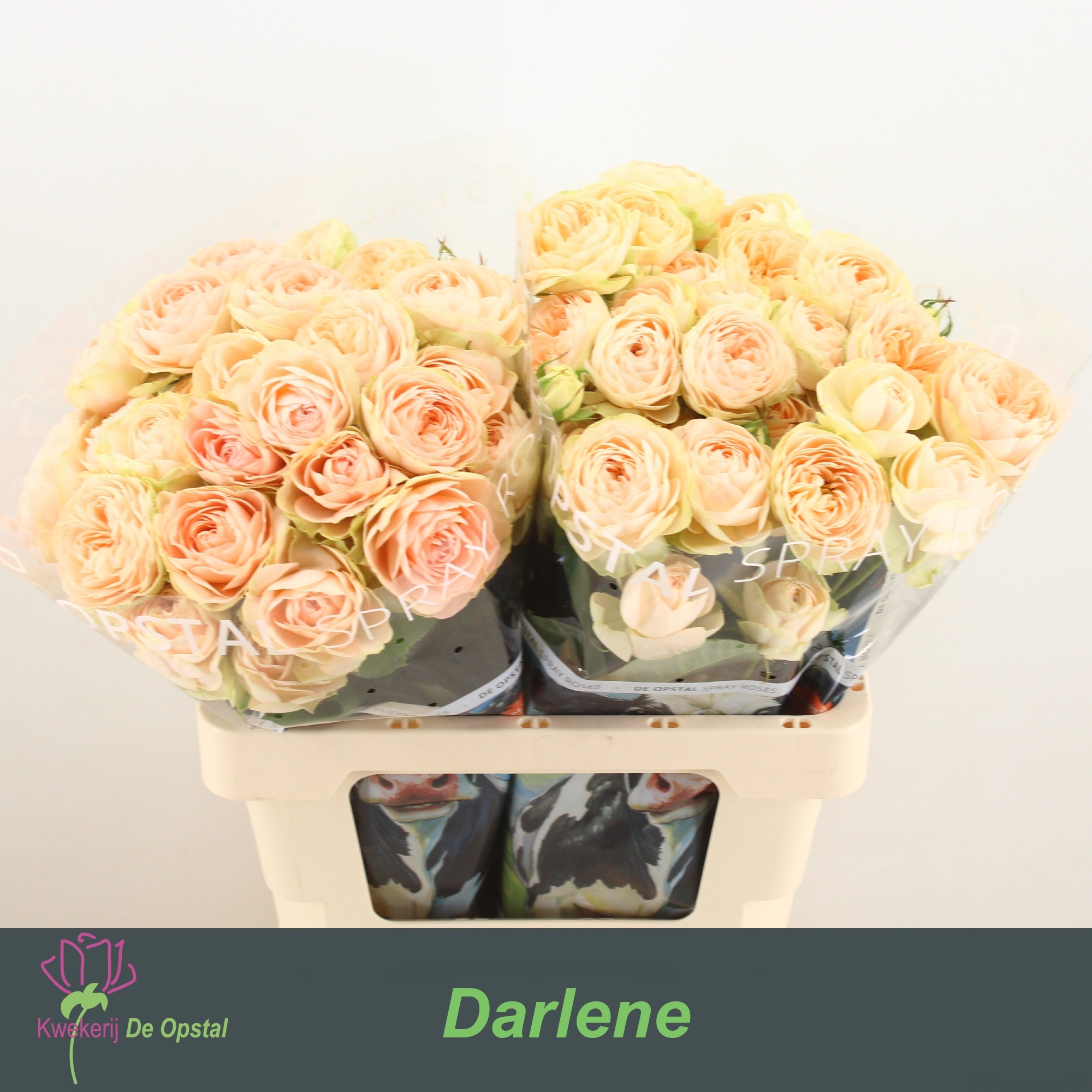R Tr Darlene