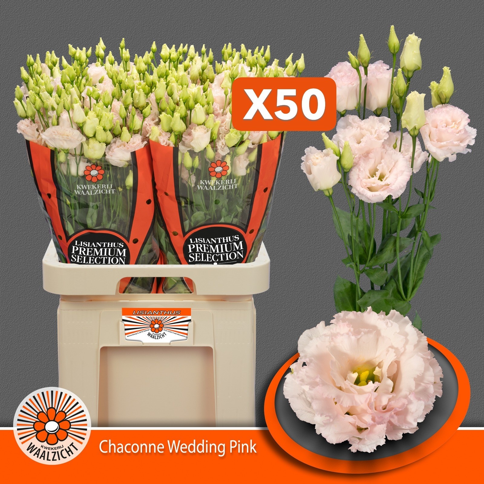 Lisianthus Double Chaconne Wedding Pink 70cm