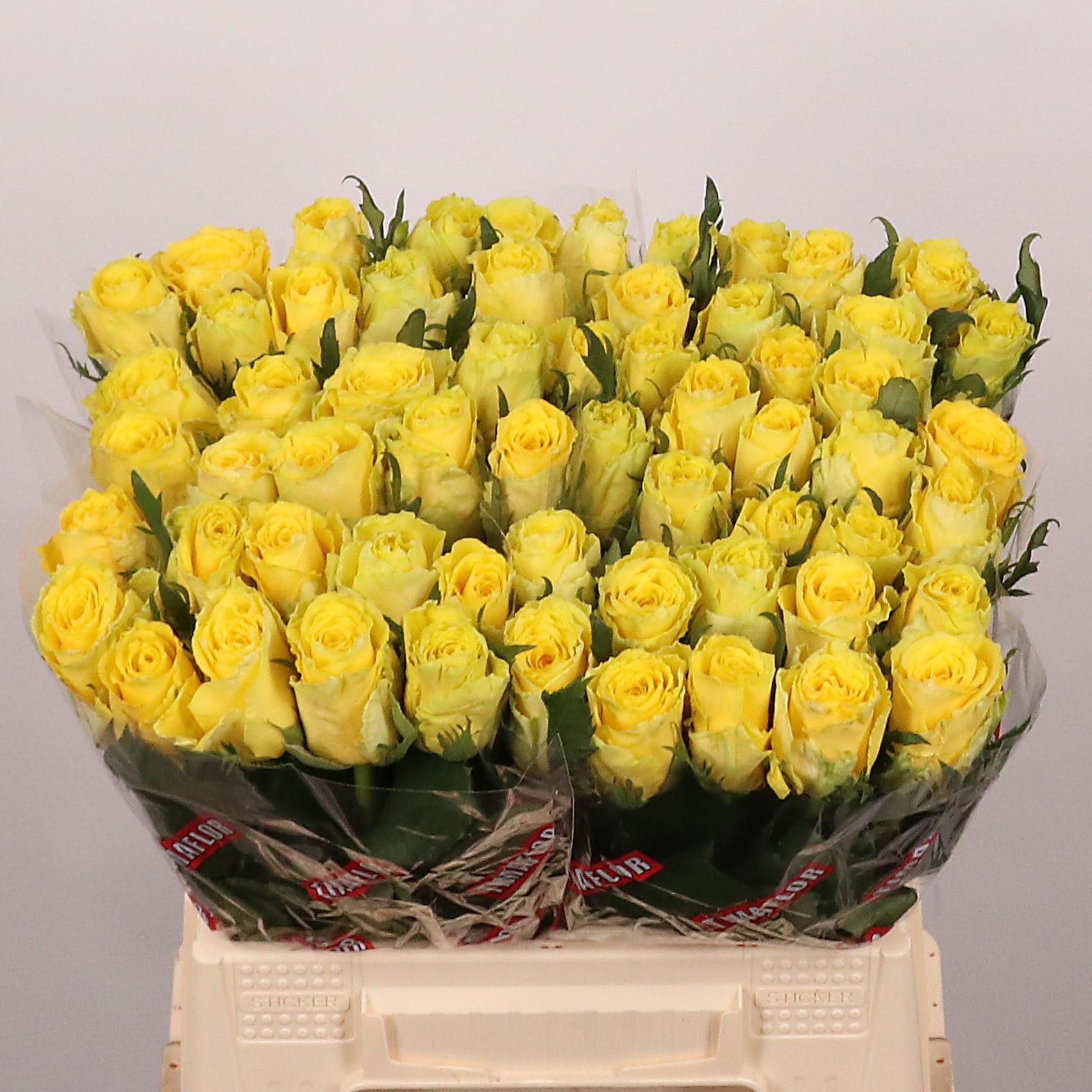 Rosa Good Times 40cm