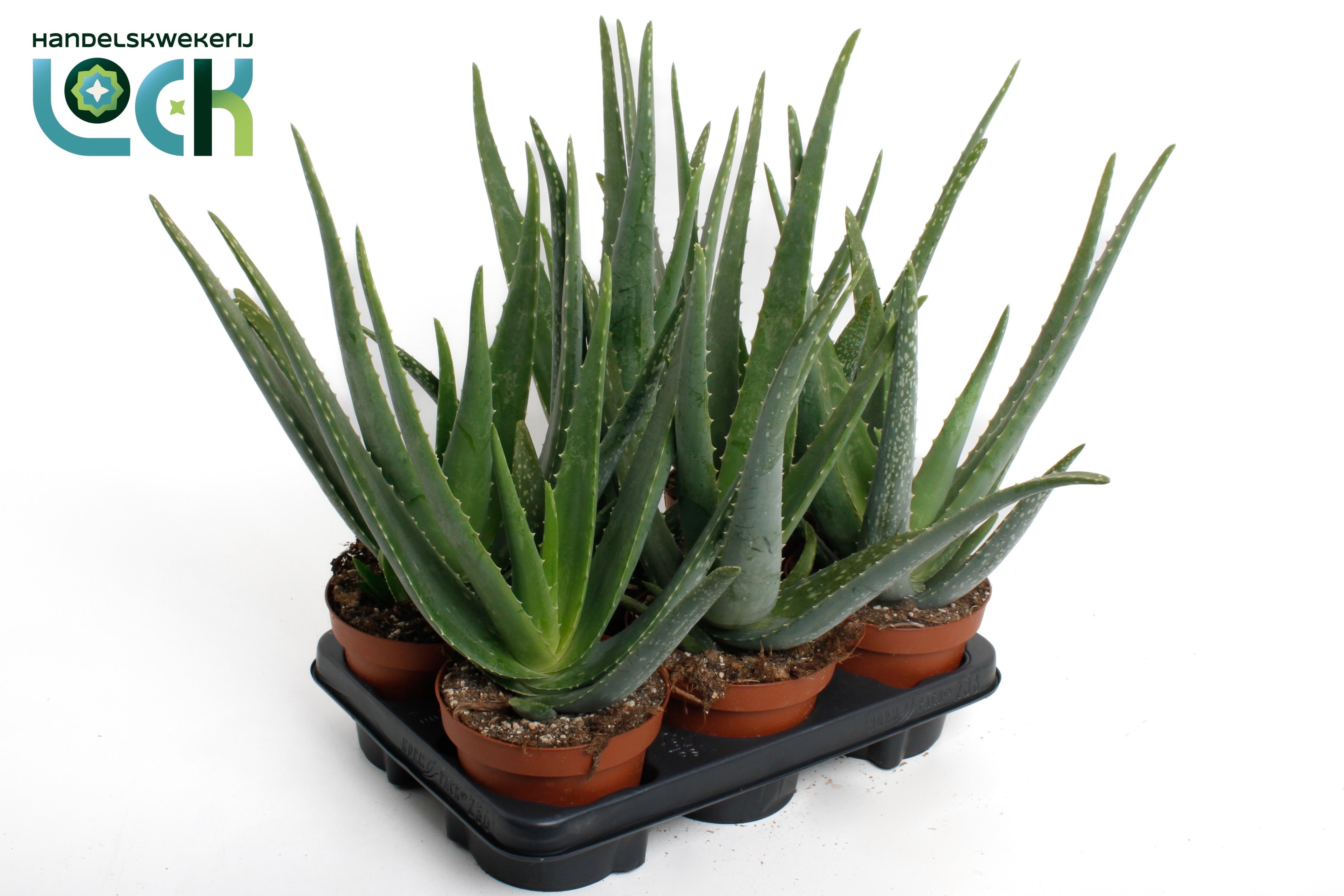 Aloe Variagata 14Ø 32cm