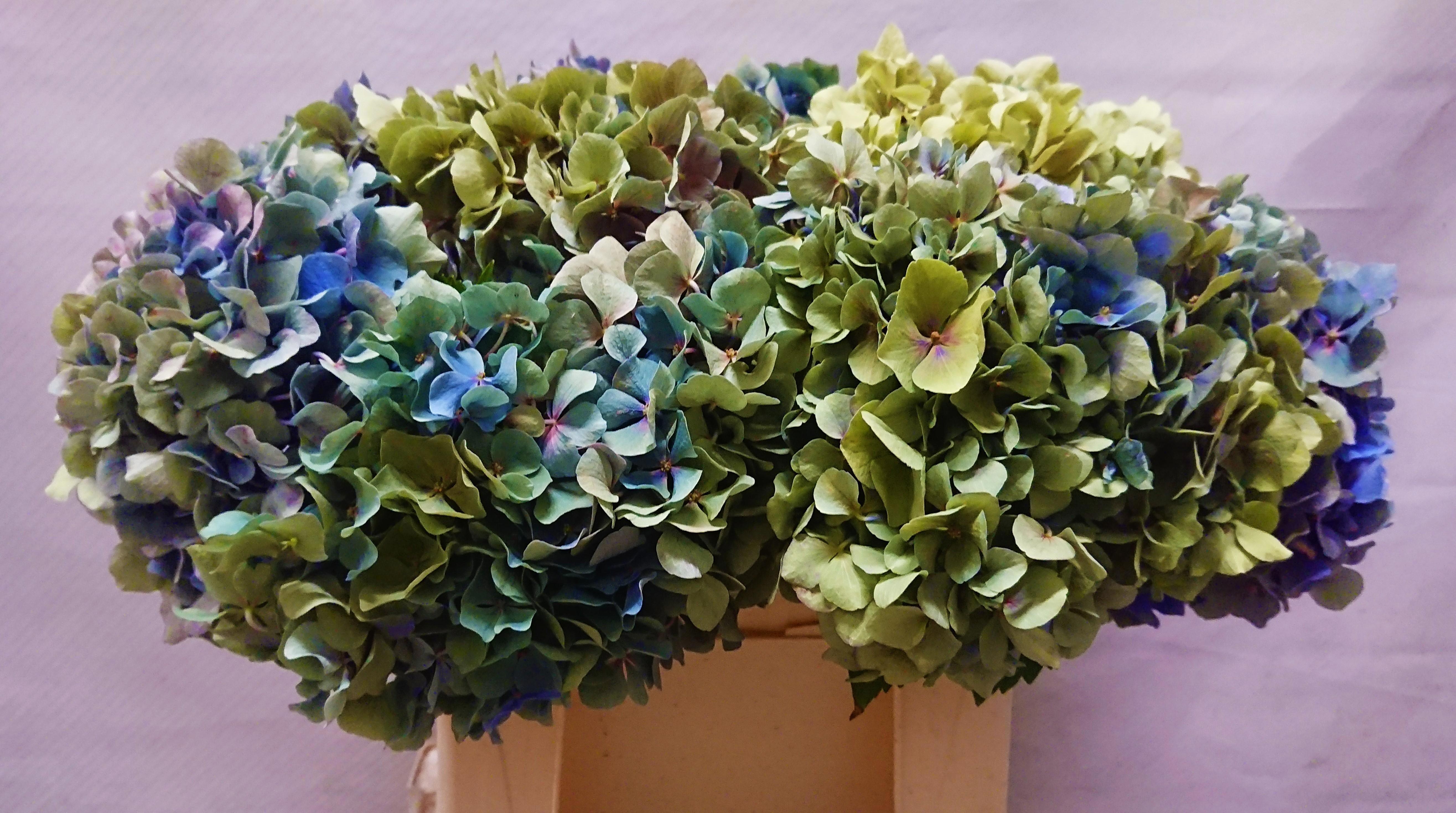 Hydrangea Bodensee Clas 35cm 18Ø