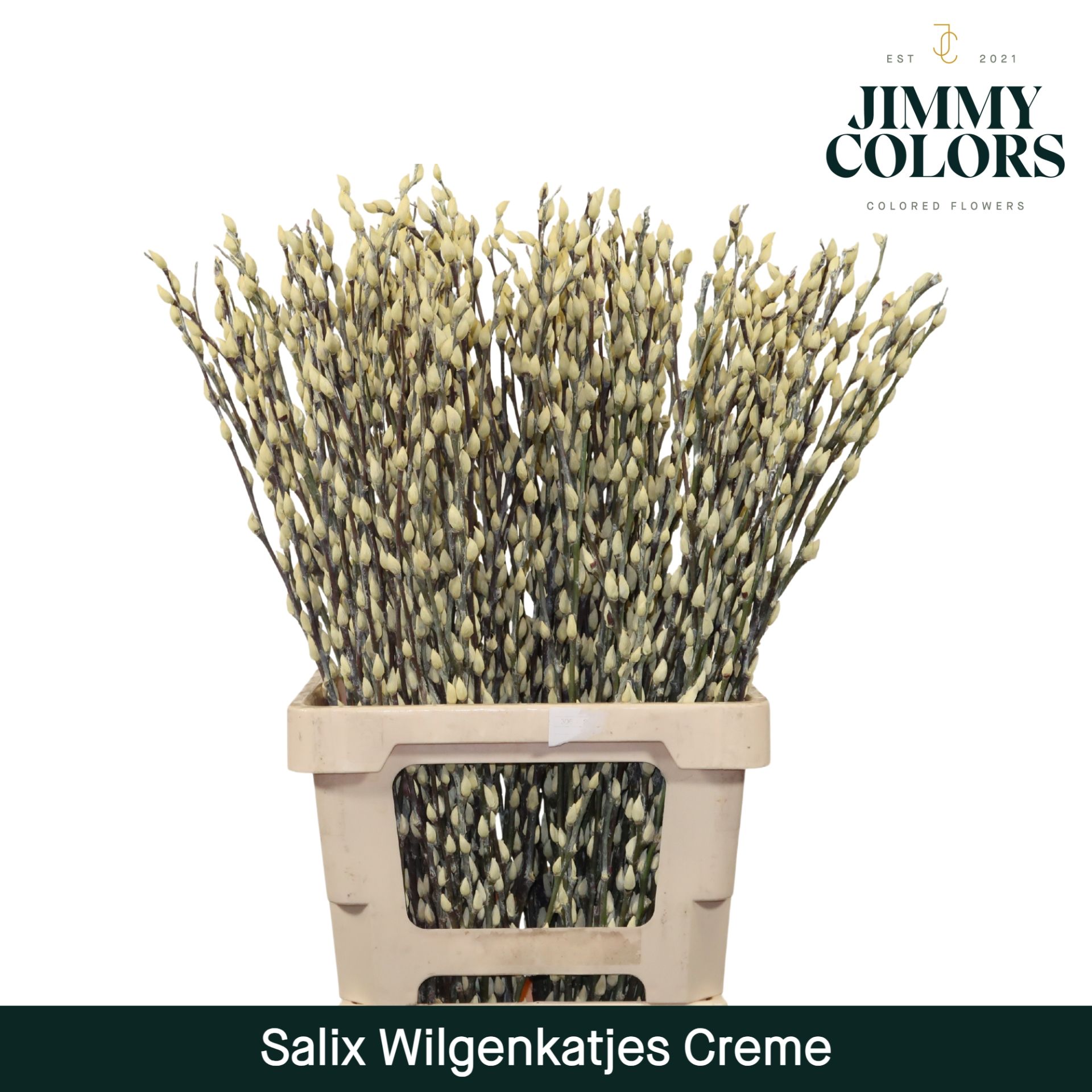 Salix Katjes L70 Creme