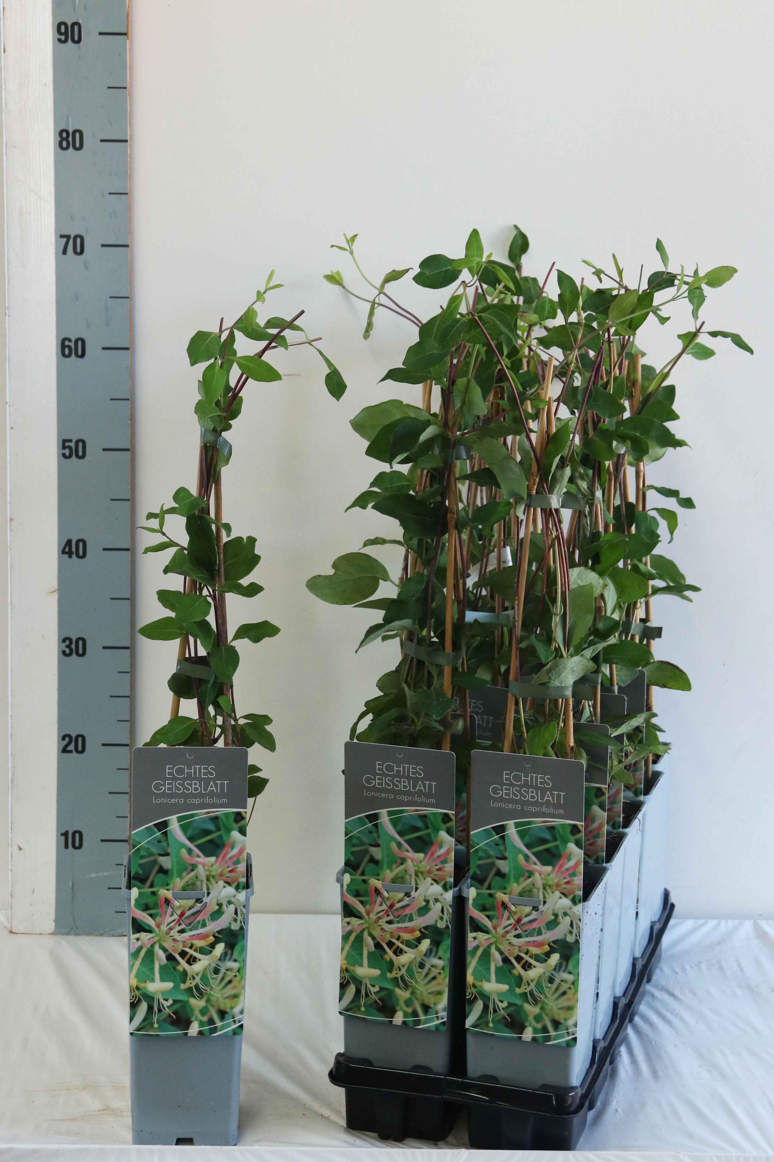 Lonicera caprifolium