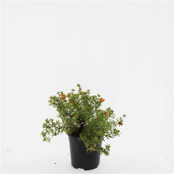 Picture of Potentilla f. Red Ace P14