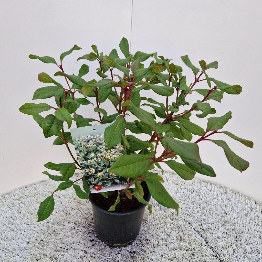 Picture of Viburnum x globosum 'Jermyn's Globe'