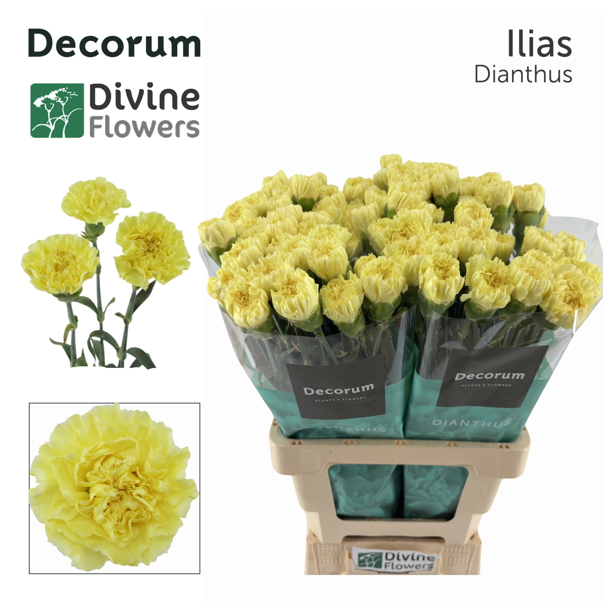 Di St Ilias