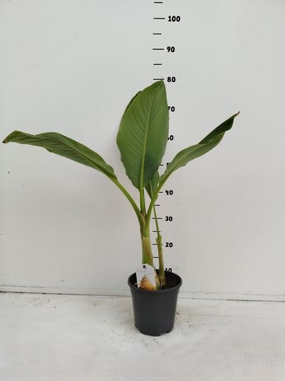 Musella lasiocarpa PL