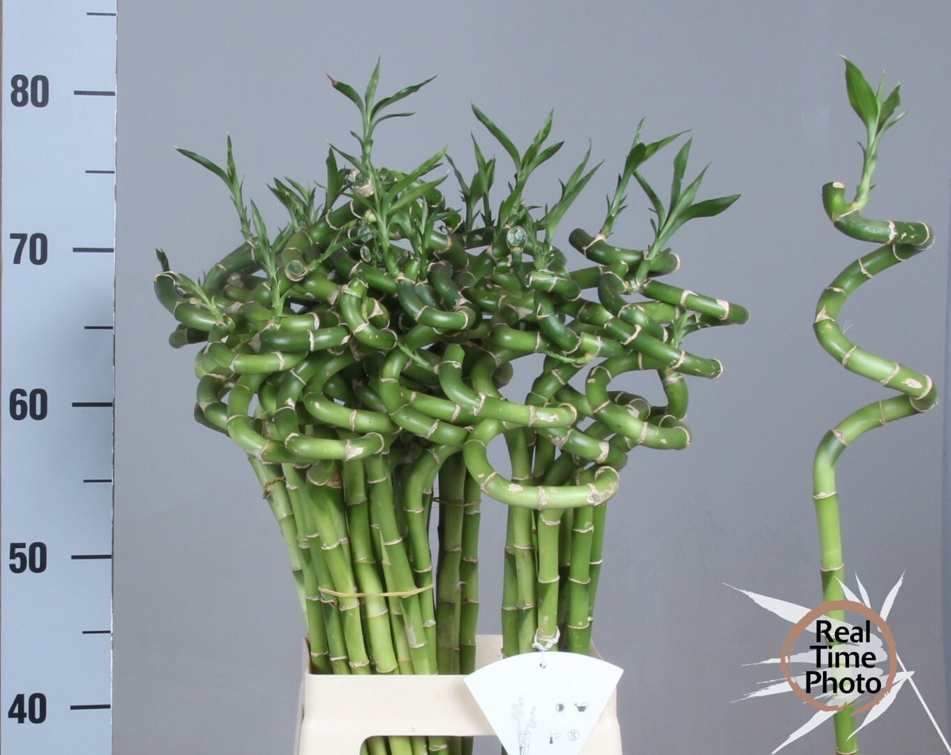 Dracaena Lucky Bamboo 70cm