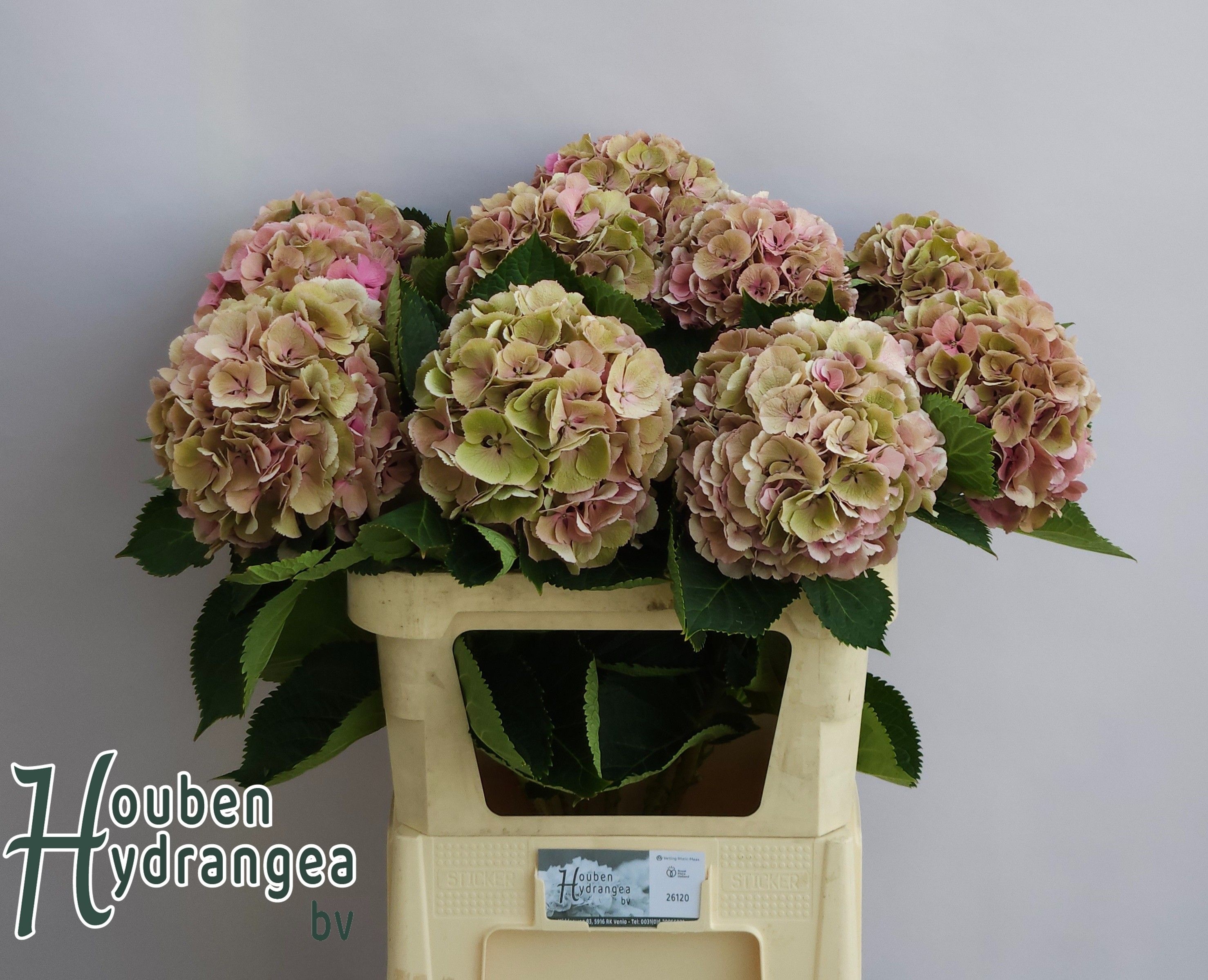 Hydrangea Elbtal Classic Pink 80cm 19Ø