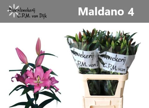 Lilium Ot Maldano 90cm 4/6bl