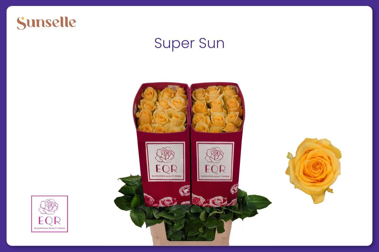 R Gr Super Sun