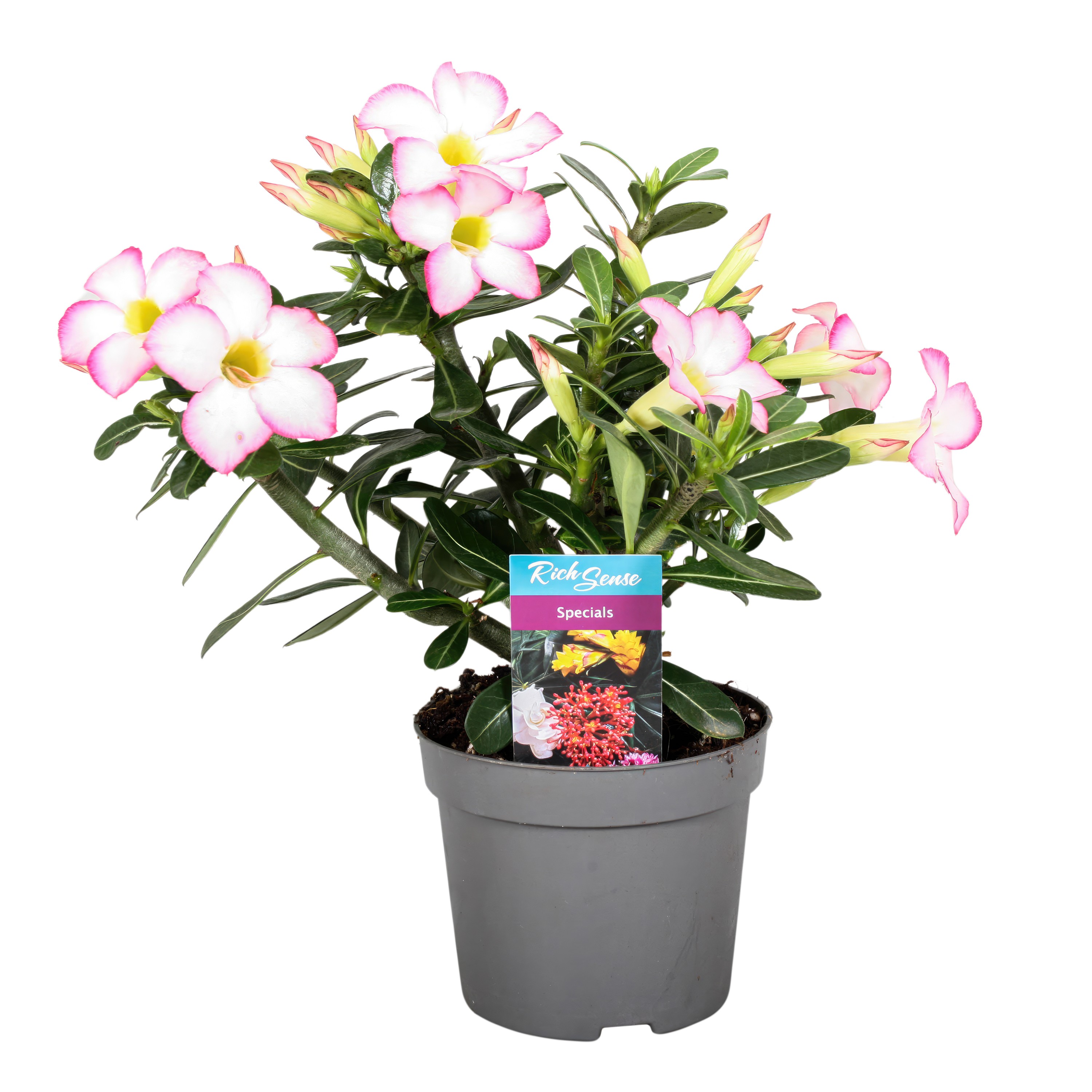 Picture of Adenium Obesum Pink Star P13 25CM