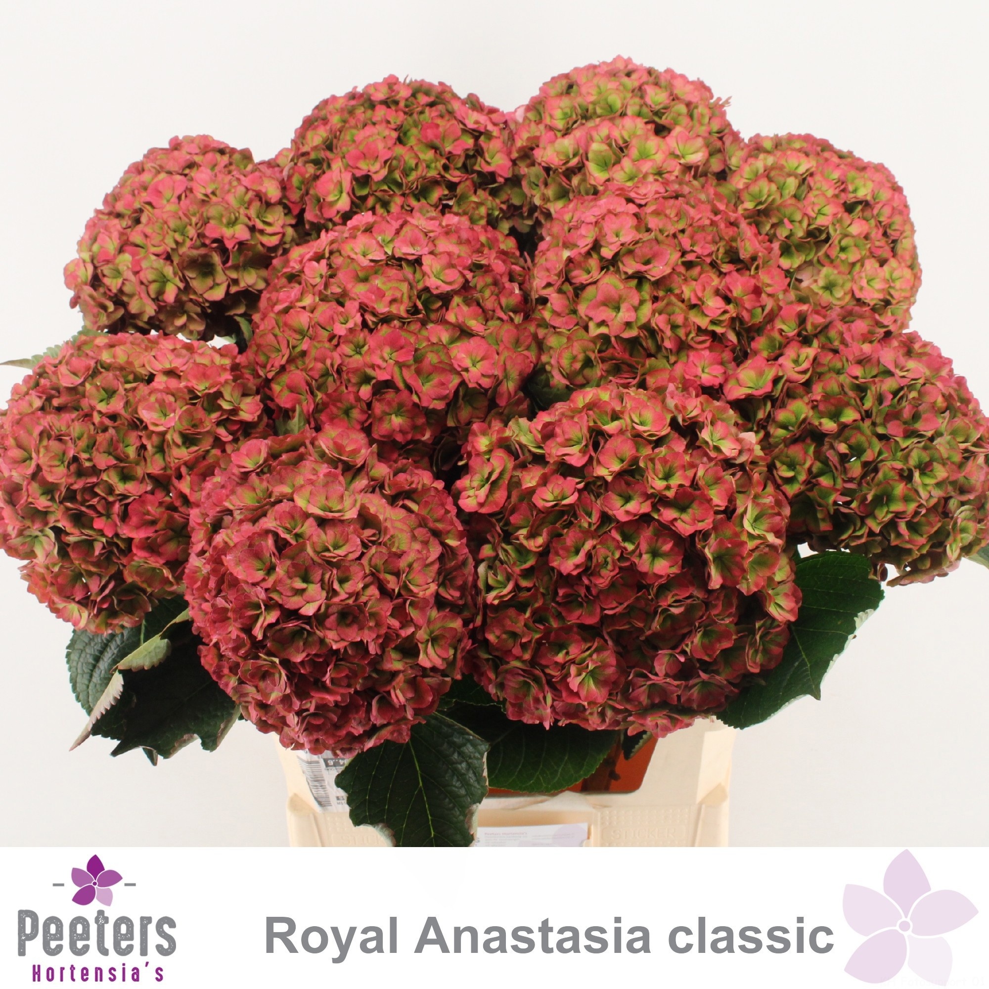 Hydrangea Royal Anastasia Classic 80cm 20Ø