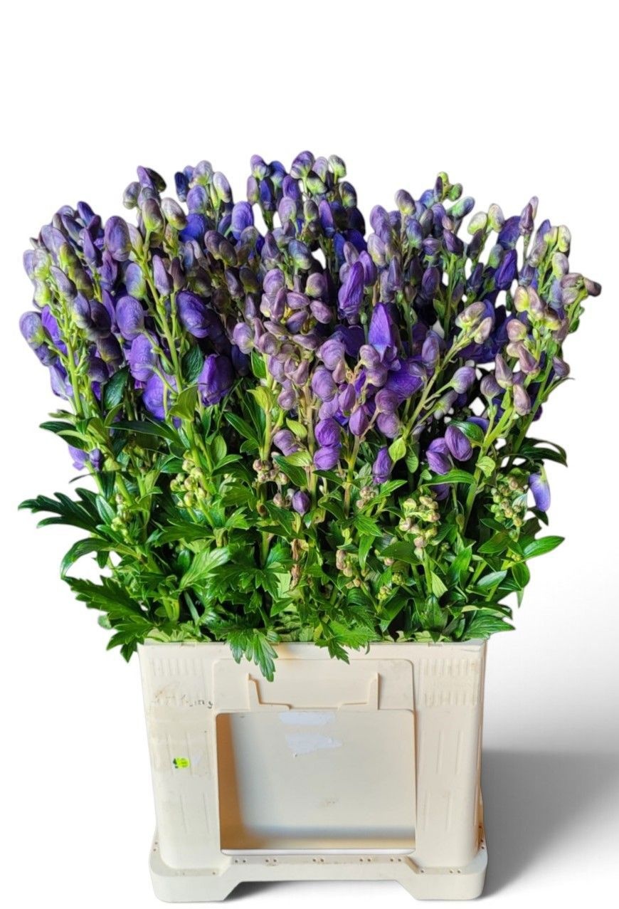 Aconitum Arensi 70cm