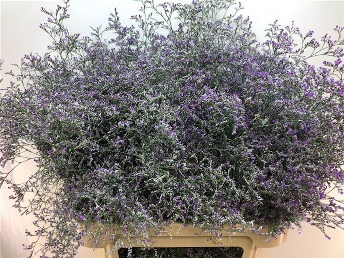 Limonium Beltlaard 90cm 55gram