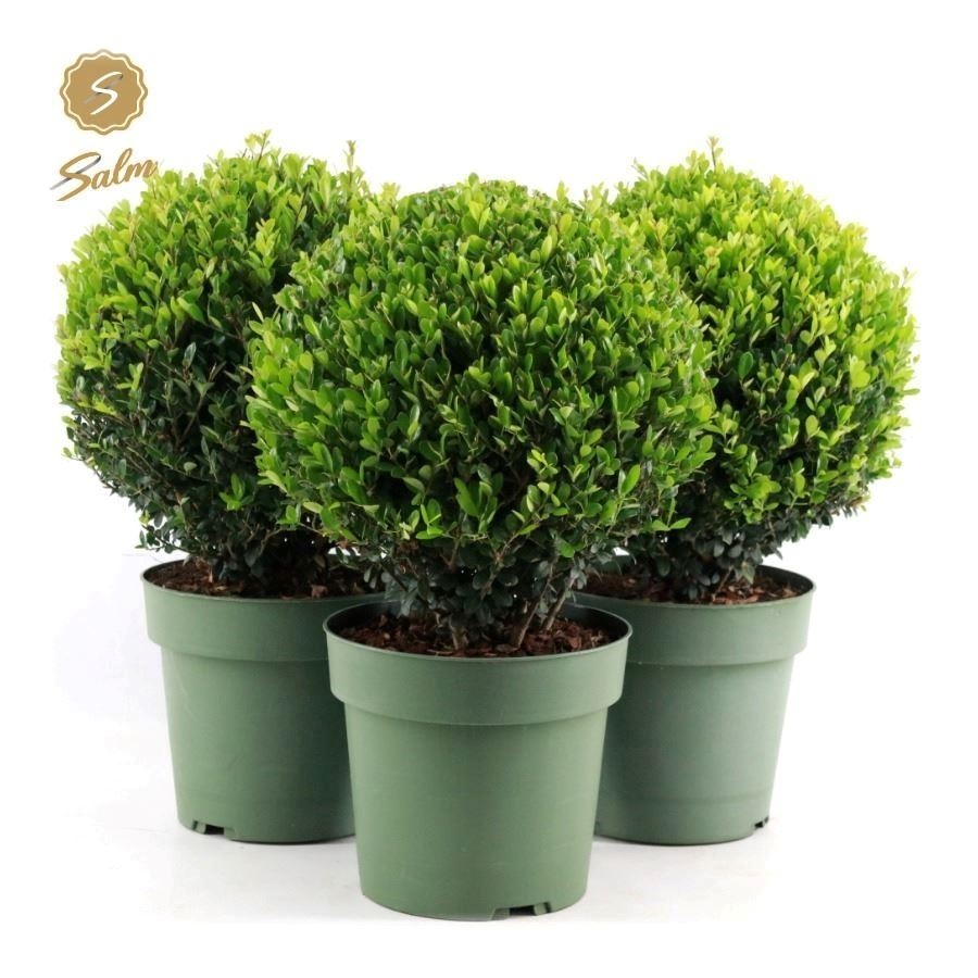 Picture of Ilex crenata 'Jenny'® Ball Ø25cm P21