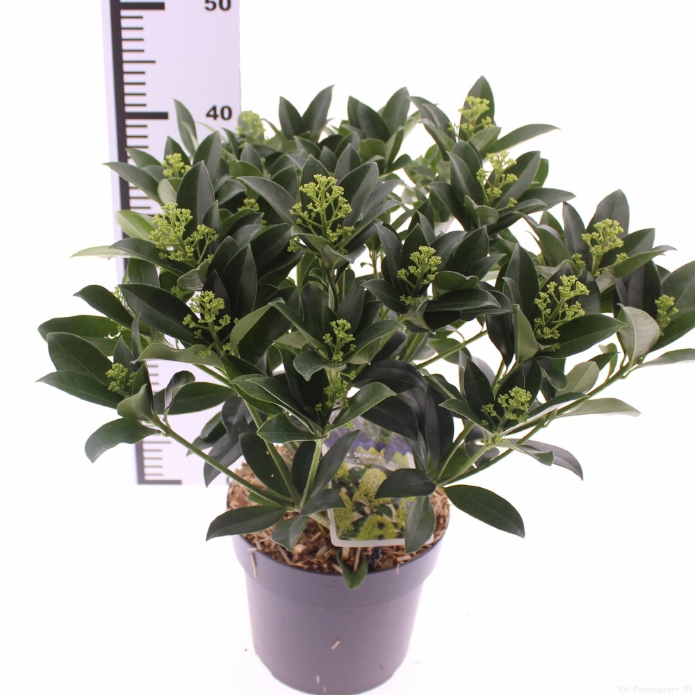 Picture of Skimmia jap. 'White Globe'