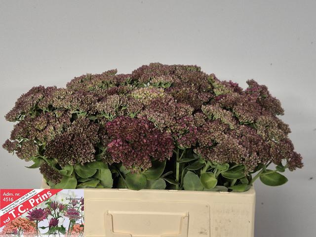 Sedum Mr Goodbud 50cm