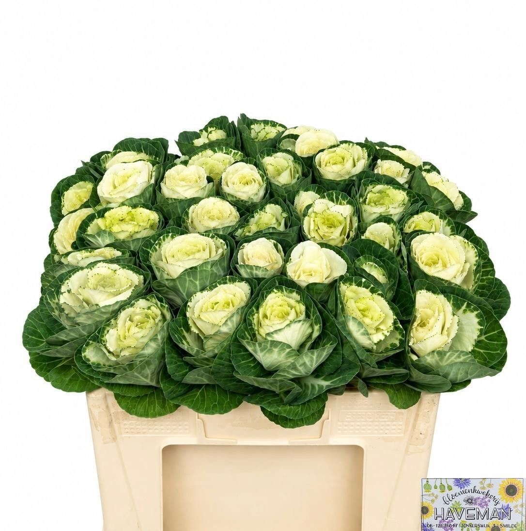 Brassica White Crane 50cm