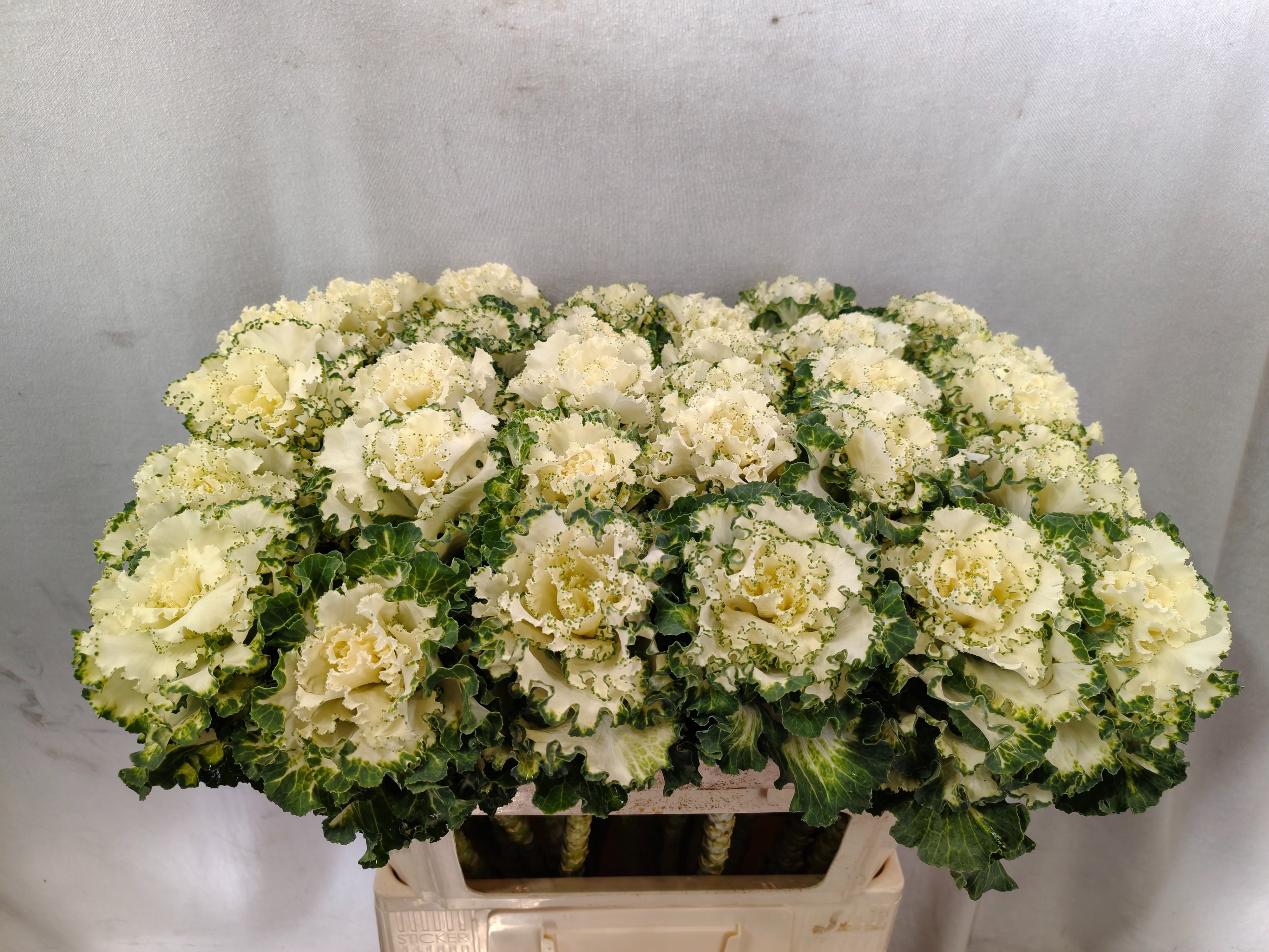 Brassica Crane Ruffle White 70cm
