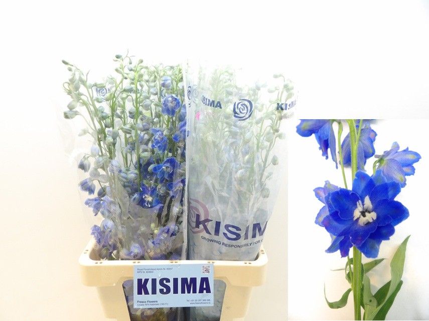Delphinium Double Blue Candle 70cm
