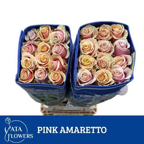 Rosa Amaretto 70cm
