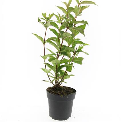 Picture of Weigela Candida P17 (2 Ltr)