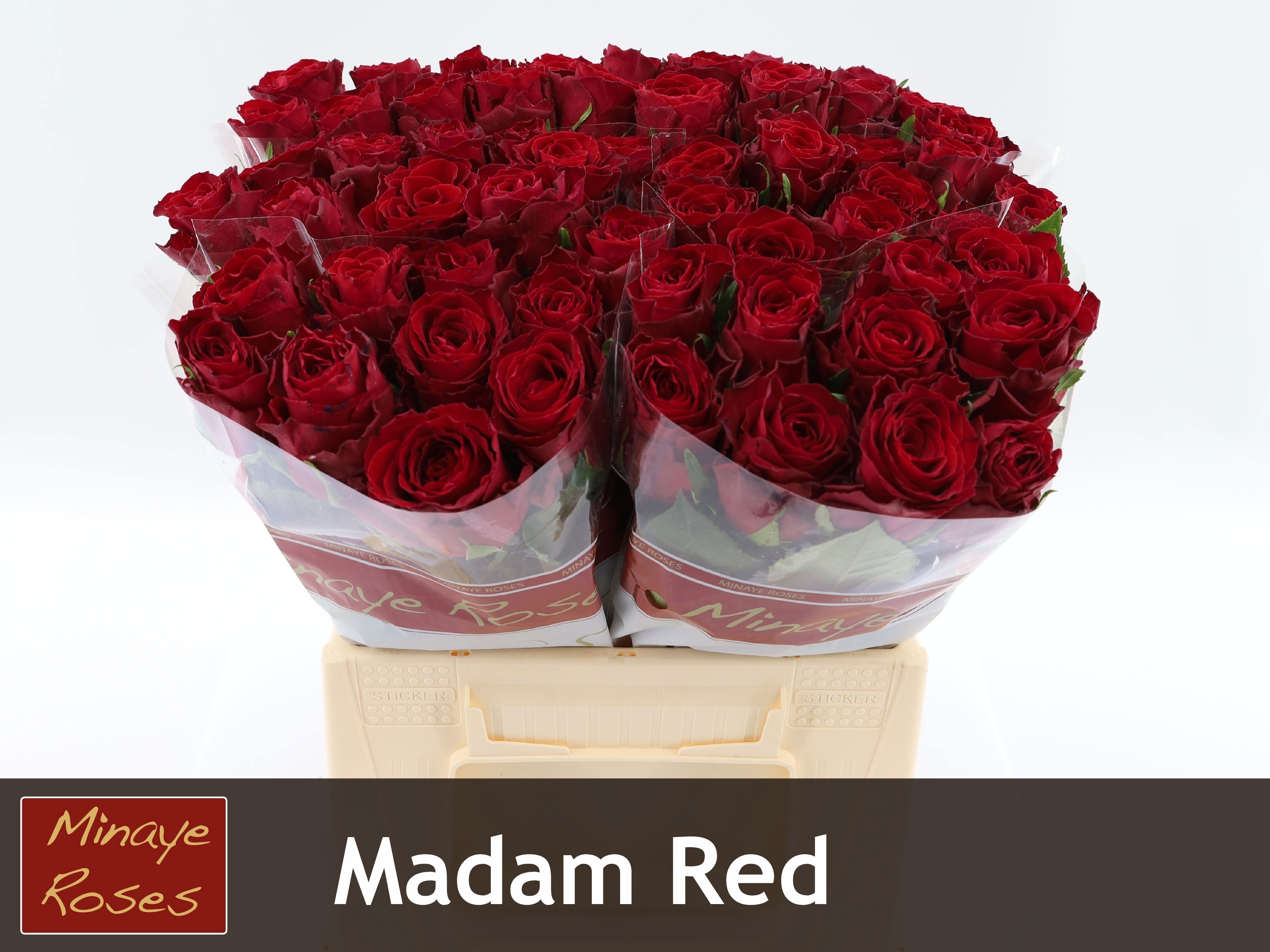Rosa Madam Red 40cm