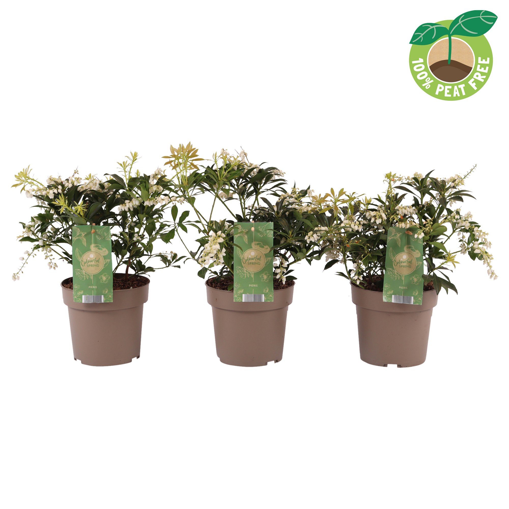 Picture of Pieris japonica Temple Bells P17 (2 Ltr)