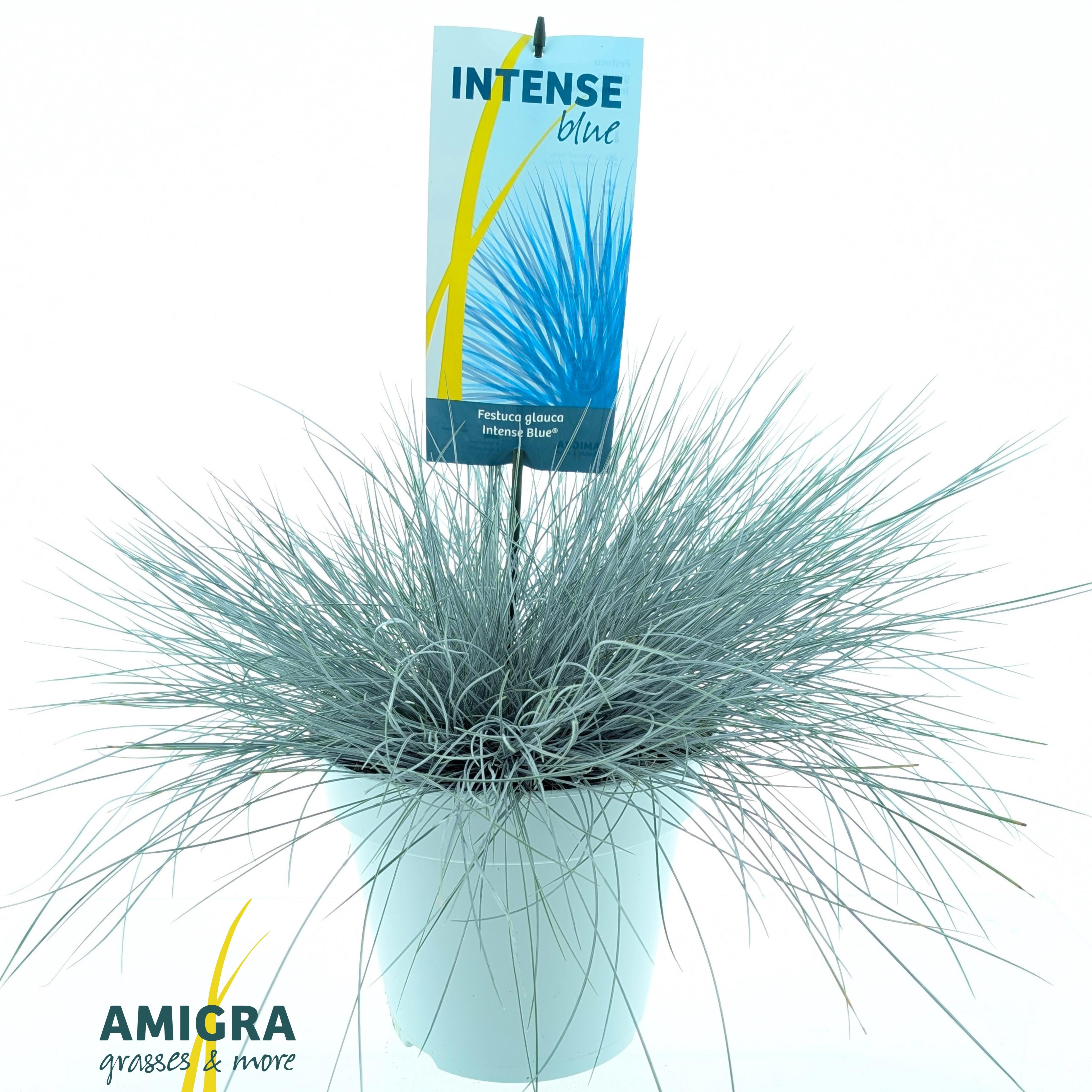 Picture of Festuca glauca Intense Blue®