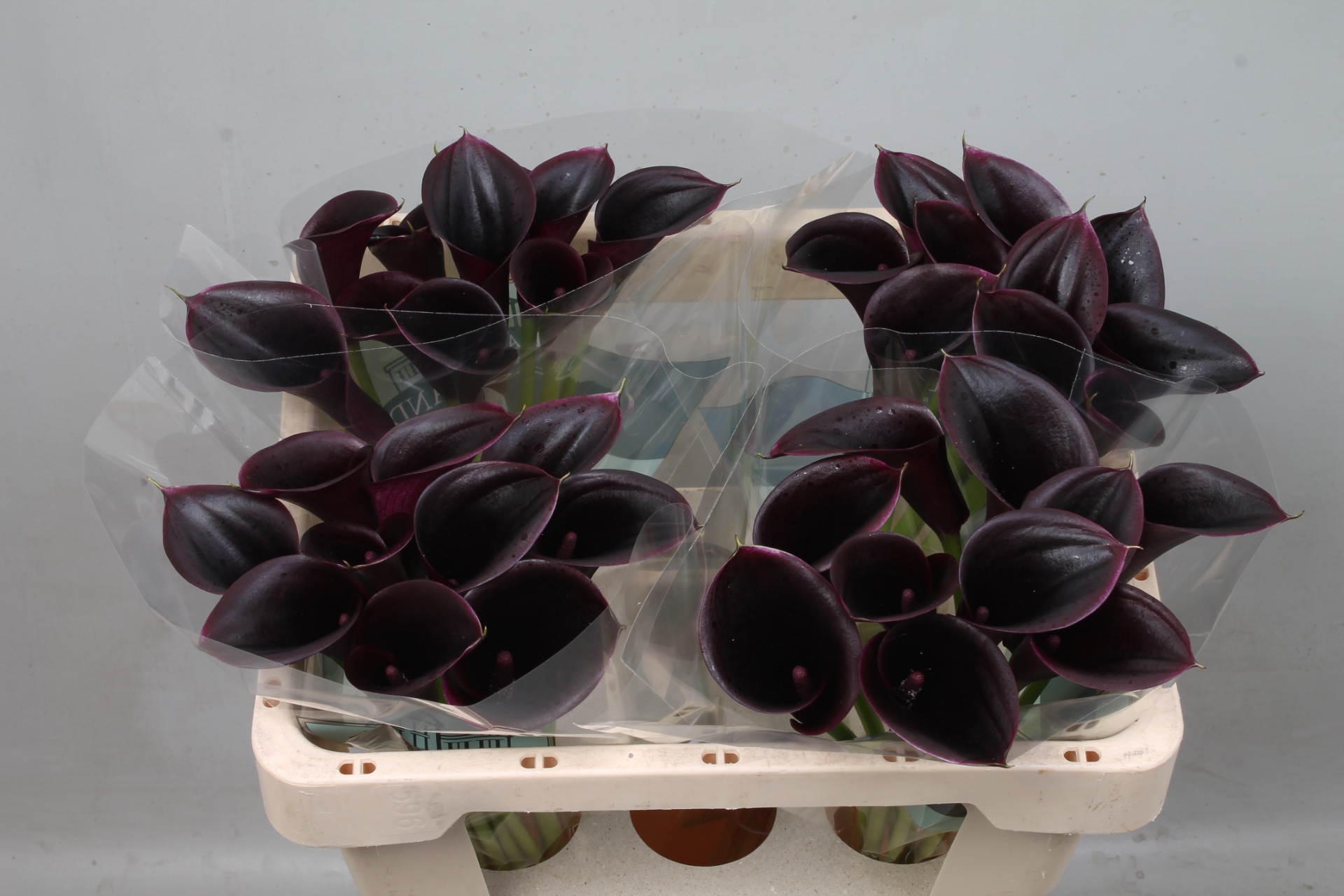 Calla Cantor 50cm