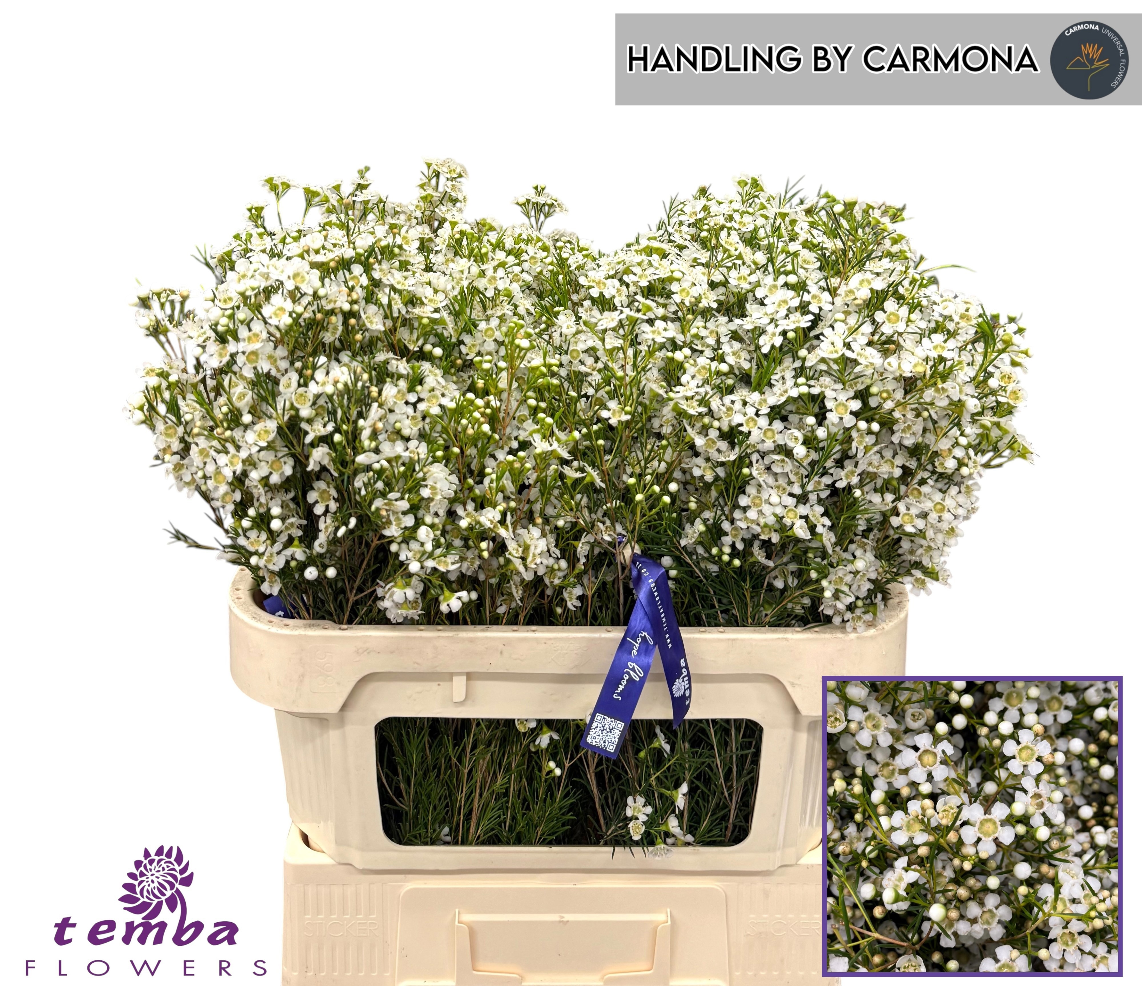 Chamelaucium Ofir 70cm 50gram