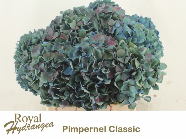 Hydrangea Pimpernel Classic 40cm 18Ø